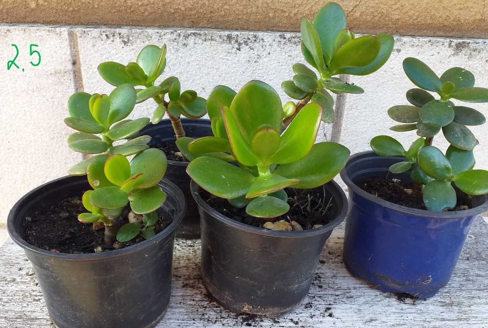 Crassula ovata planta do dinheiro