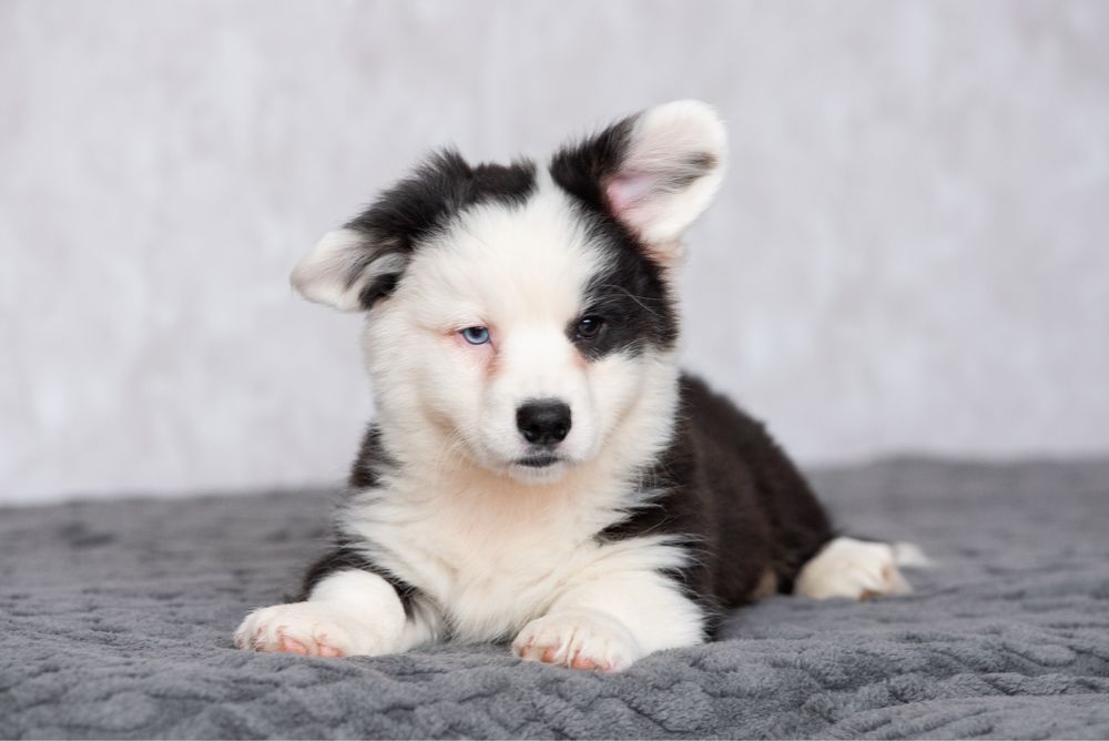 Вельш коргі кардиган, стильний хлопчик Ескімо