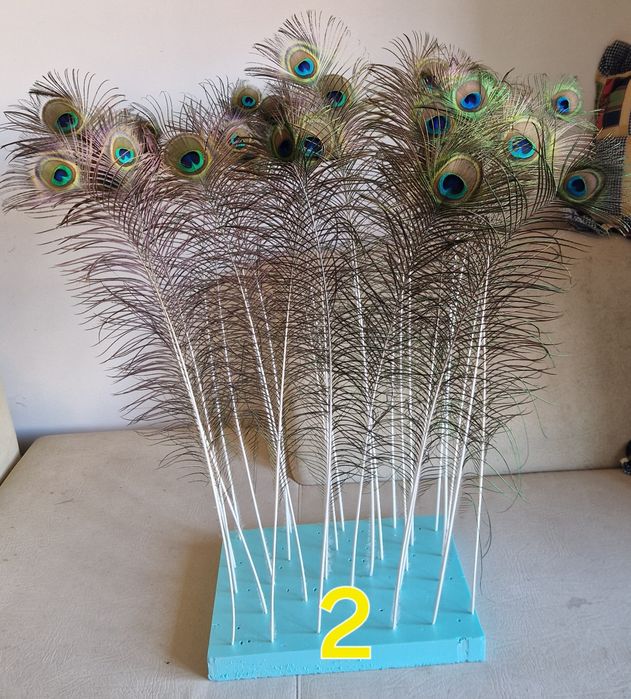 Penas de pavão azul