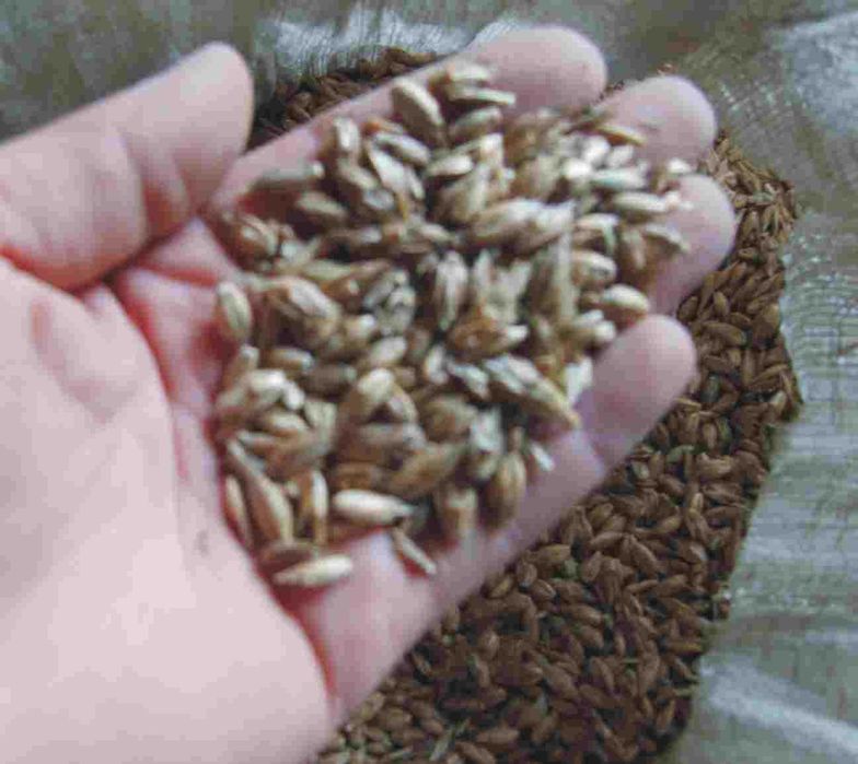 orkisz  eko Rotkorn Oberkulmer w łusce  pakowany w worki 29kg wysłka -odwiany