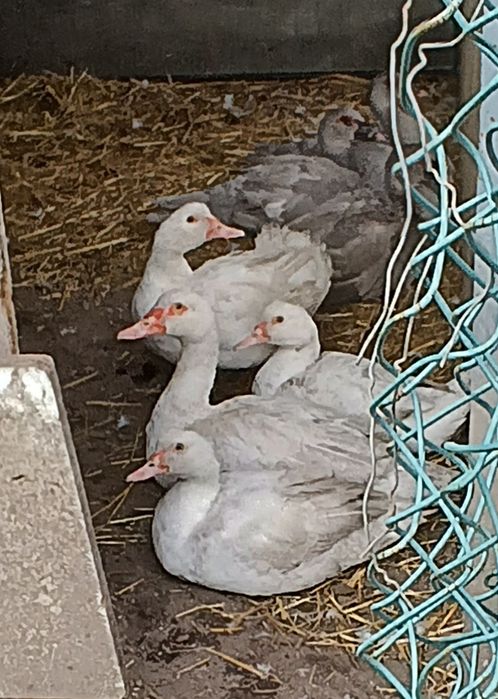 ЛАВАНДОВІ качки,шипуни,мускуси