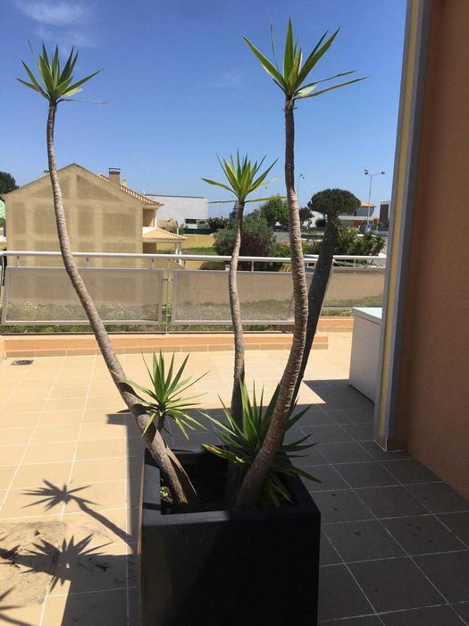 Vasos gigantes com Yucca altas