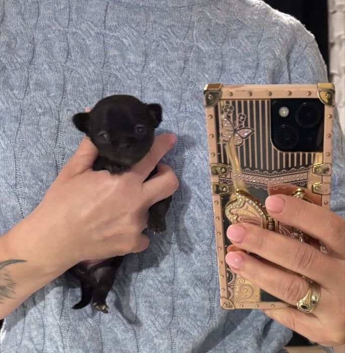 Chihuahua dziewczynka  malenka