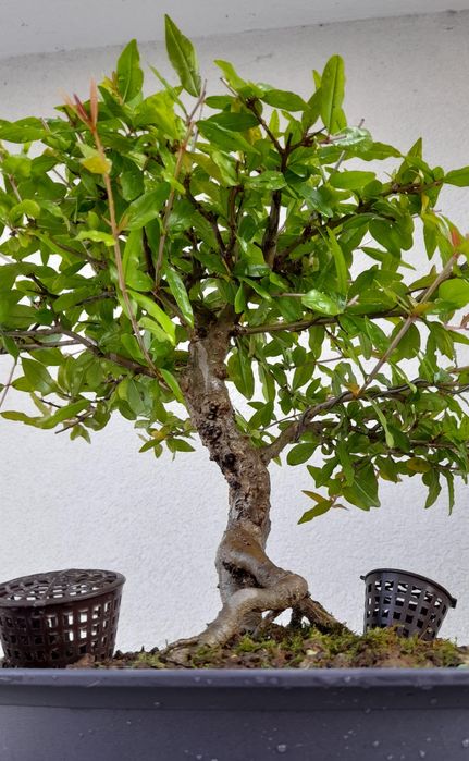 Bonsai Romãzeira