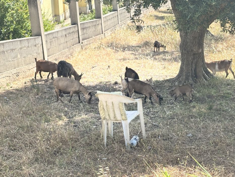Cabrinhas para Quintas/Estimação