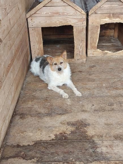 Собачки в хороші сім'ї