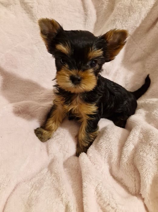 Cudowny piesek york ZKwP/FCI