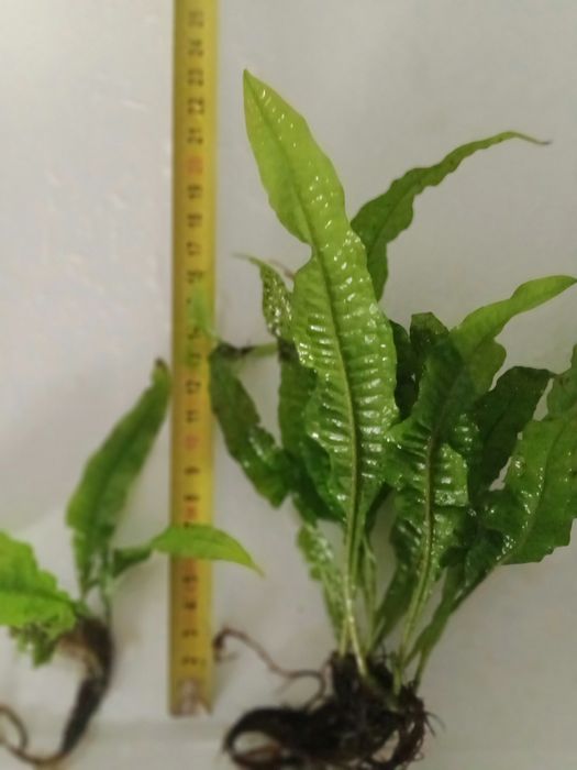 Microsorium roślina akwariowa