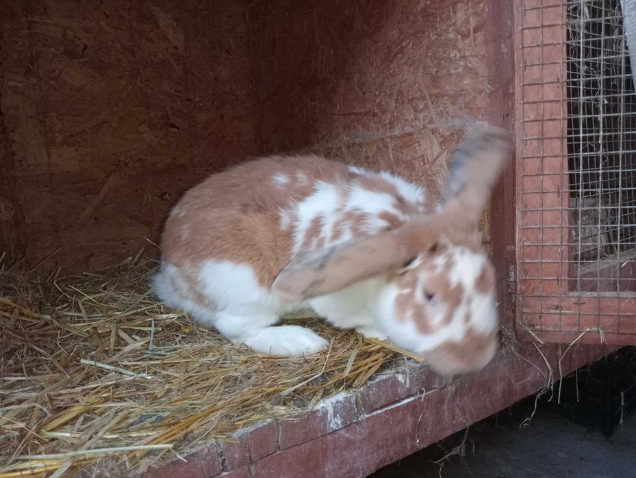 Rex trójbarwny samiec