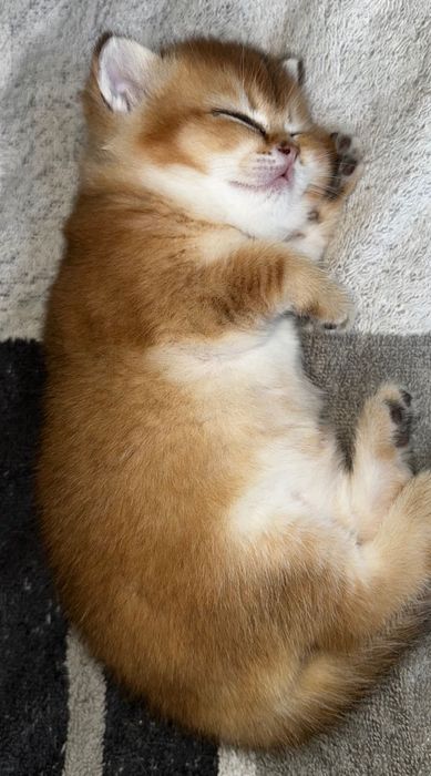 Um amor procura casa