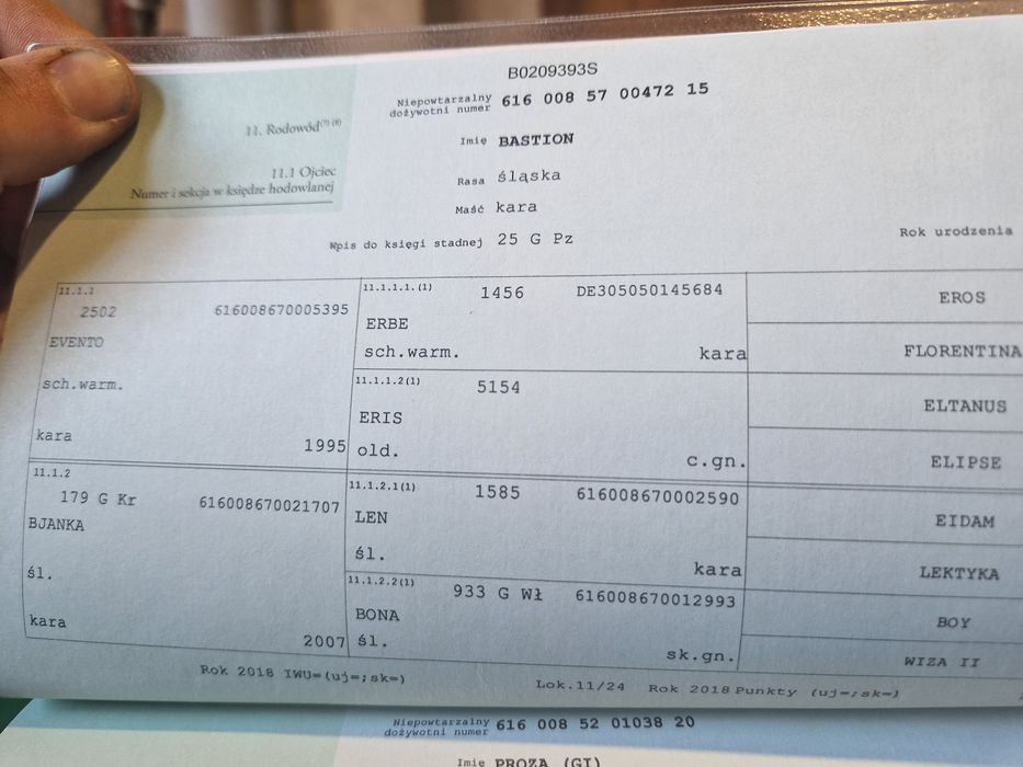 Wałach śląski bardzo spokojny