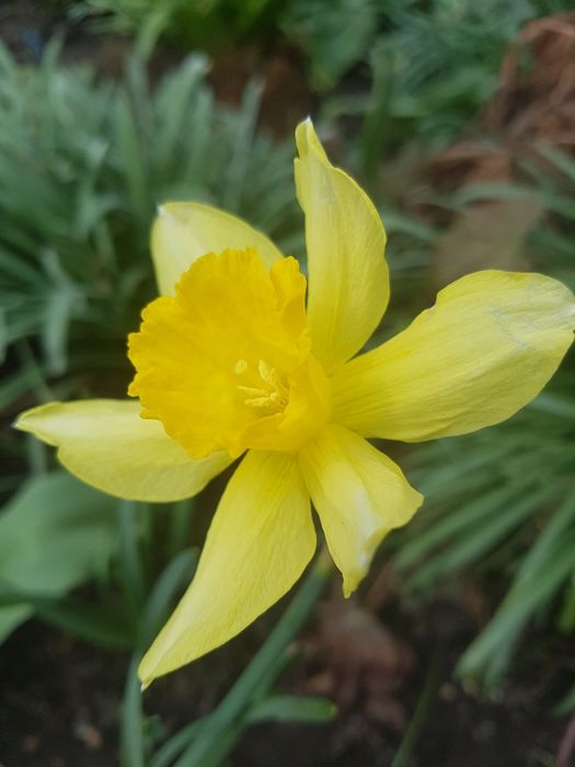 Нарциси сортові.