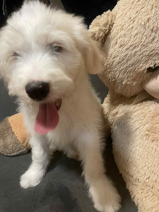 Barbado da Terceira macho