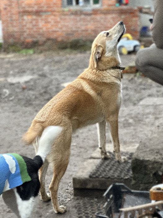 Стёпушка шукає родину