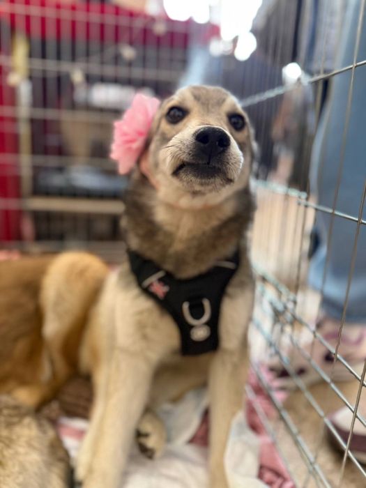 Цуценята дівчата шукають родини 6 міс