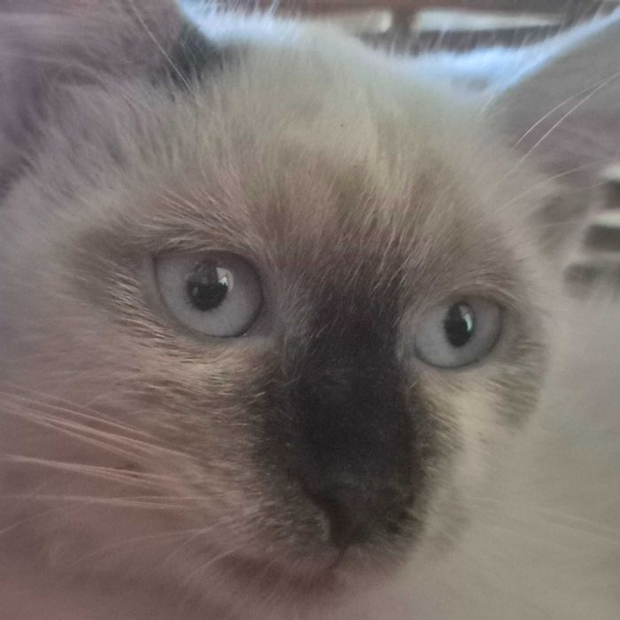 Сиамский котенок  с голубыми глазами