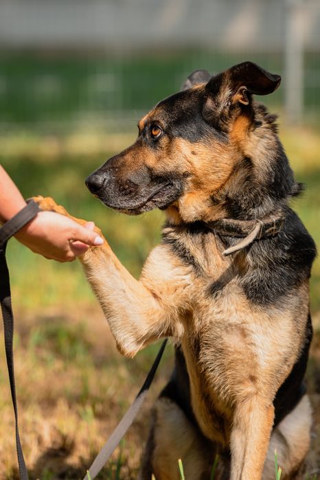 Pies Brutus w typie owczarka niemieckiego, ONka do adopcji!