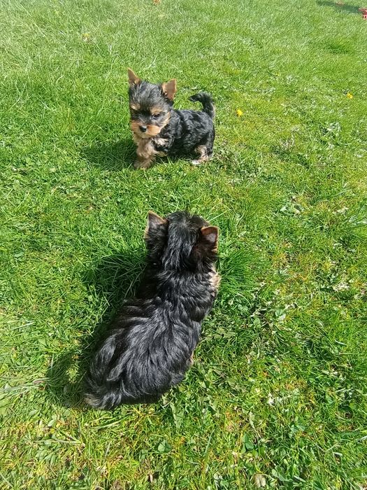 Yorkshire terrier suczka