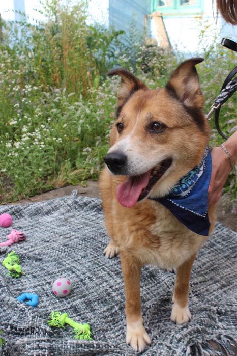 Віддаємо милу собачку Герду