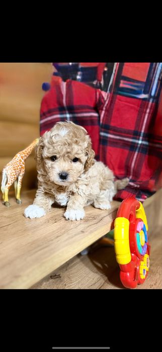 Пушон/ мальтипу хлопчики і дівчатка,;