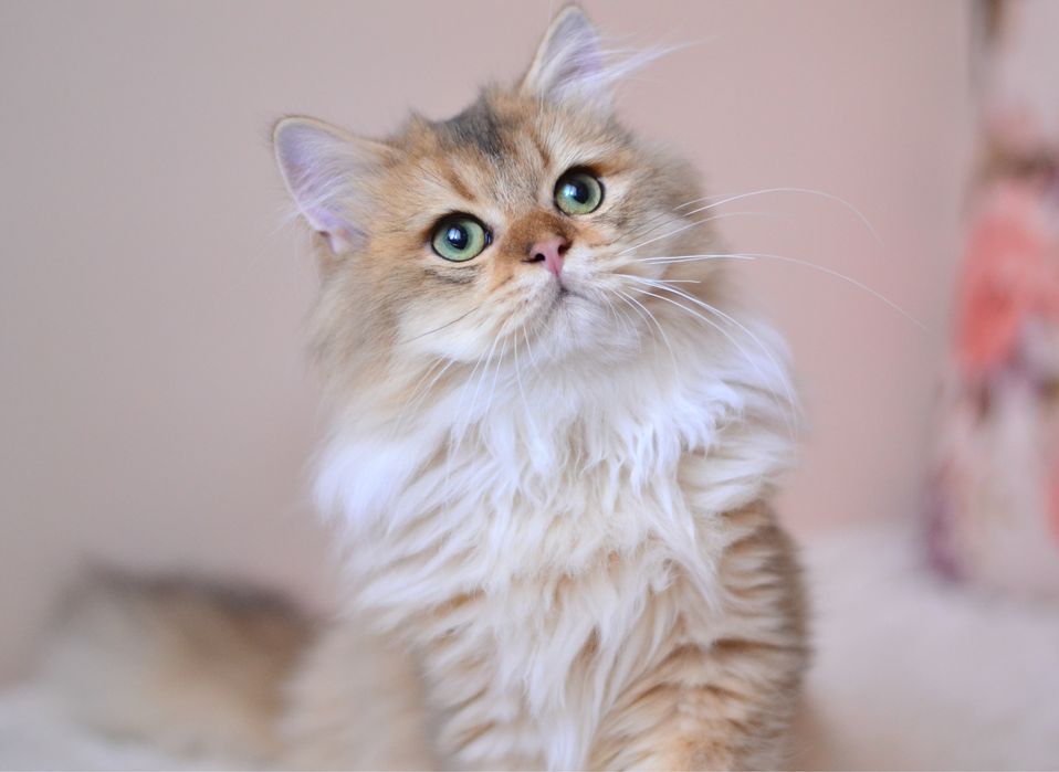 Шикарний британець