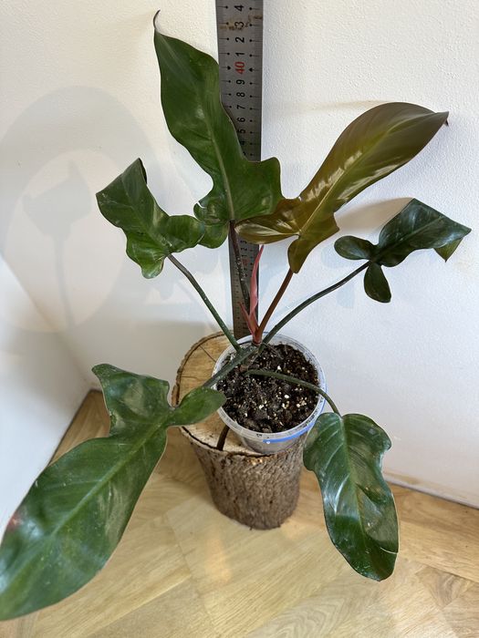 Філодендрон Philodendron Spanish Guitar