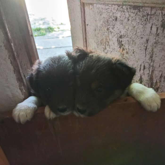 Віддамо цуценят в добрі руки