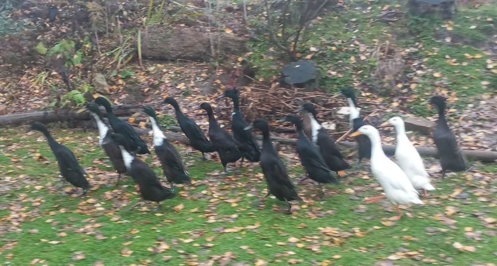 Kaczki biegusy indyjskie samce