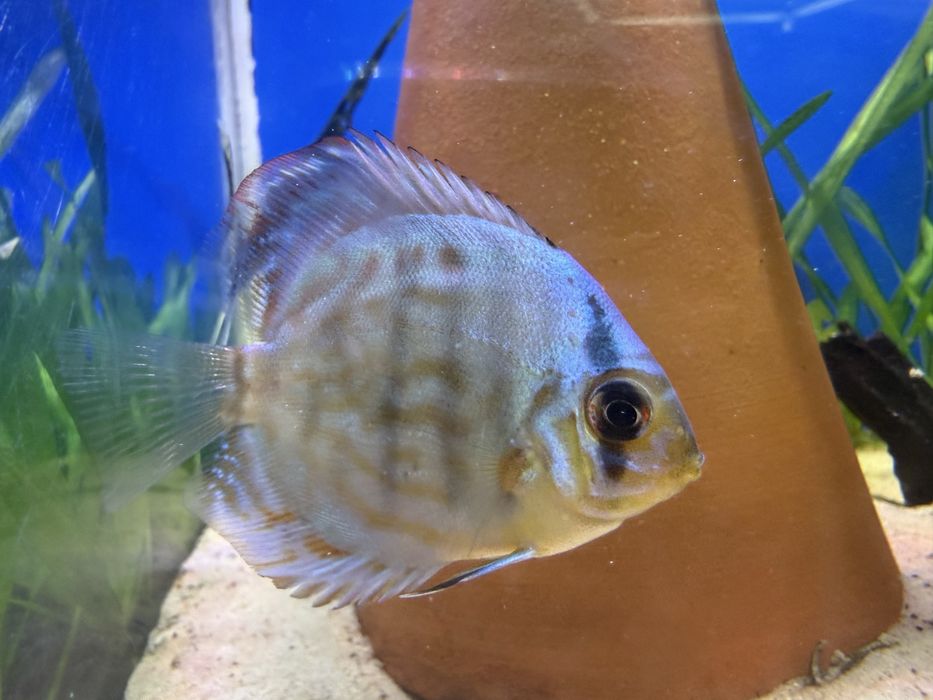 Disco Red turquesa, chekerboard , sribblet e azul turquesa cobalto