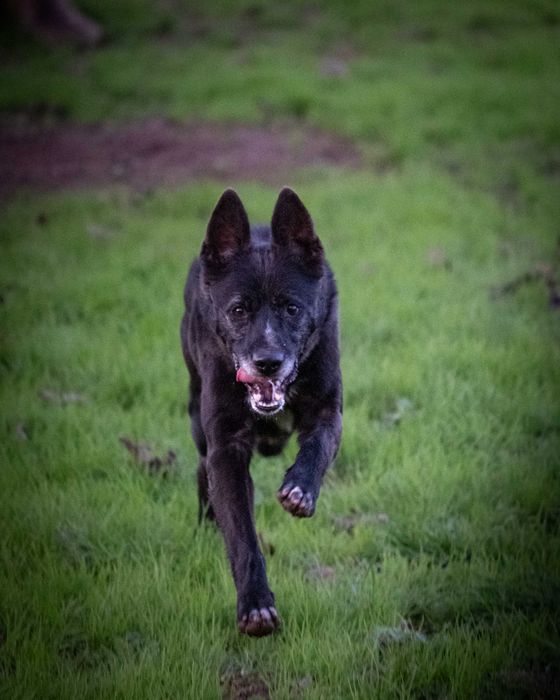 Mickey Para Adoção