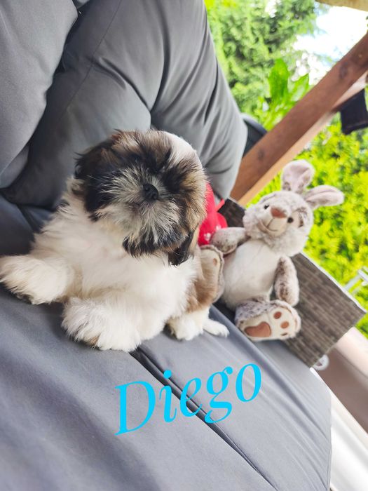 Shih Tzu - piękny pies Diego