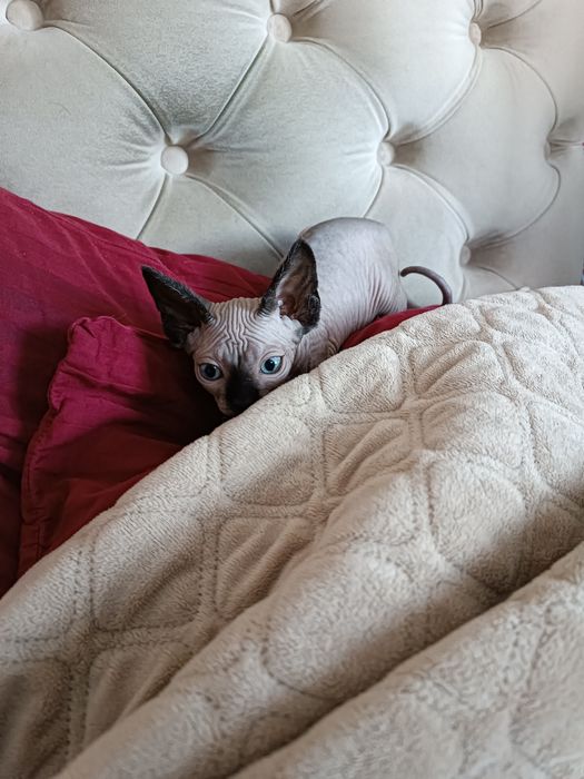 Канадські сфінкси