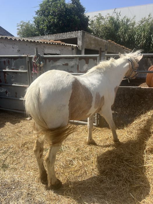 Duplo ponei palomino