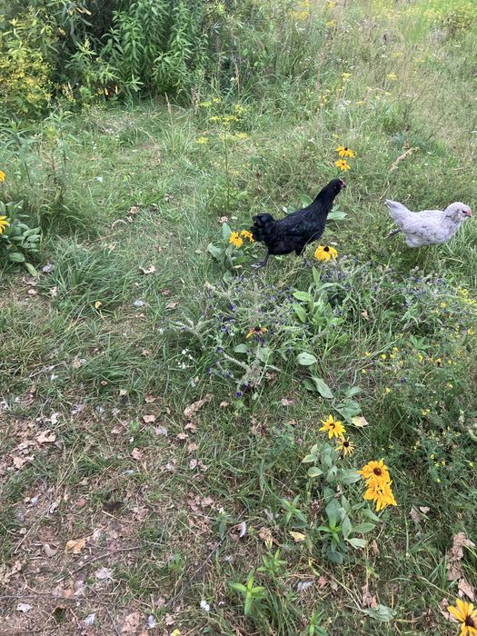 Інк.яйця Амераукана