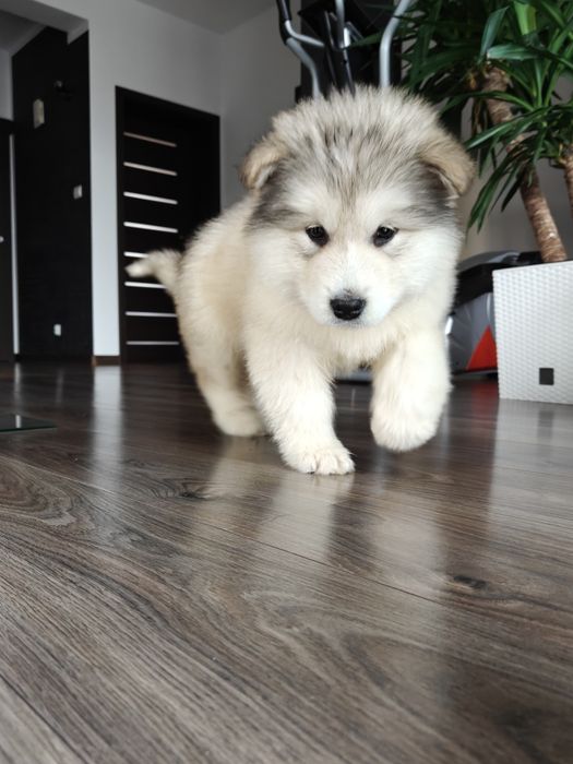 Alaskan Malamute