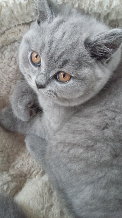 British Shorthair azul e Scottish fold