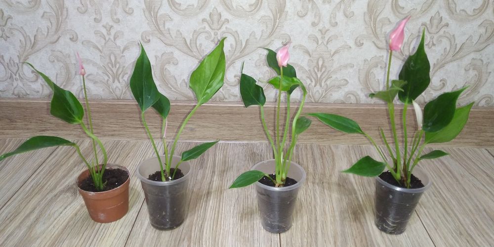 Антуріум Лілі+інші сорти.
