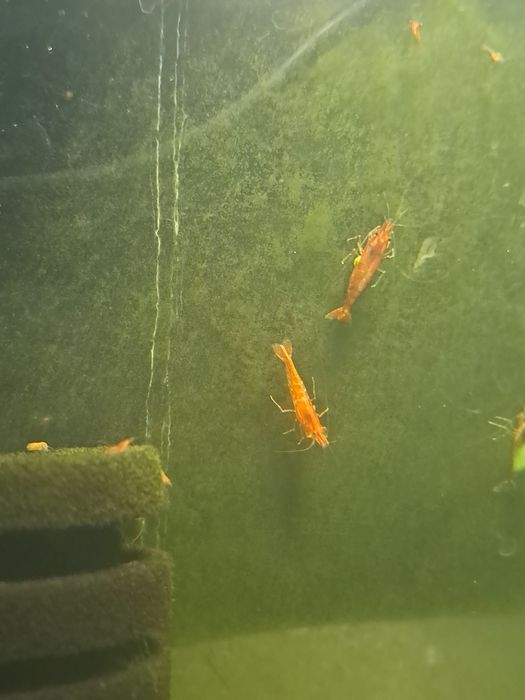 Camarões Neocaridina Red Cherry