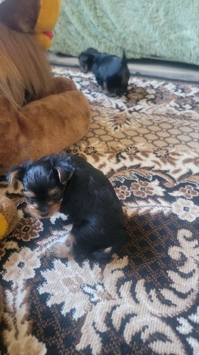 Продаються цуценята міні Йоркшир-терєр