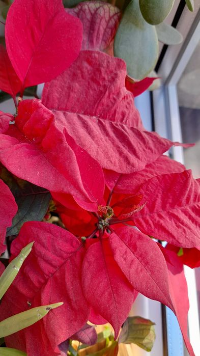 Poinsencja Gwiazda Betlejemska kwitnąca