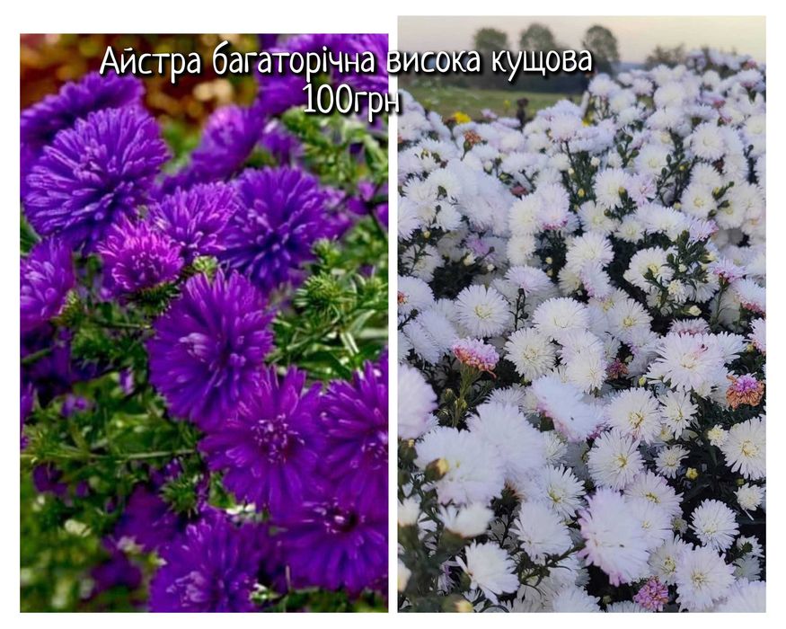 Саджанці квітів багаторічних саженцы