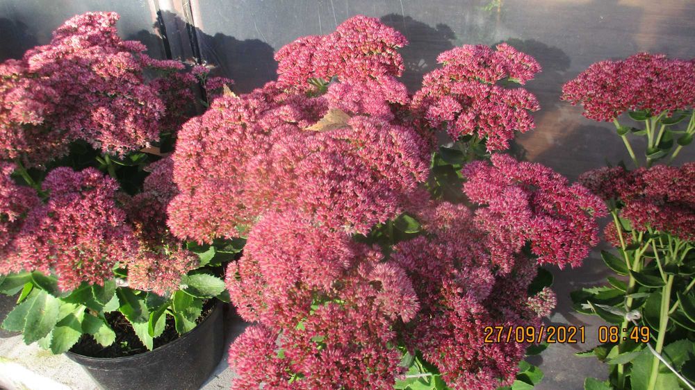 Rozchodniki- bylina ogrodowa