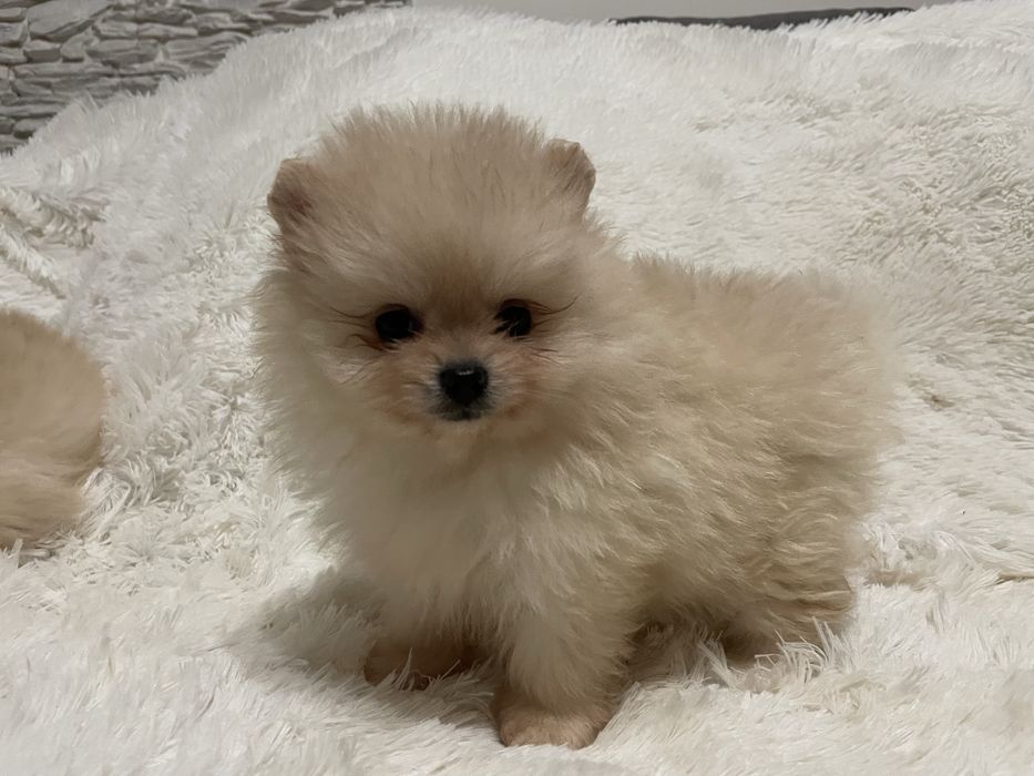 Pomeranian suczka mini