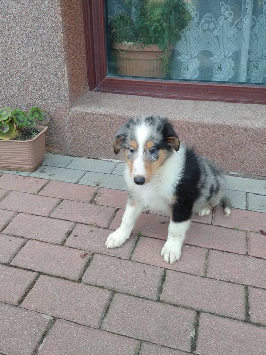 Szczeniak szkocki Collie merle