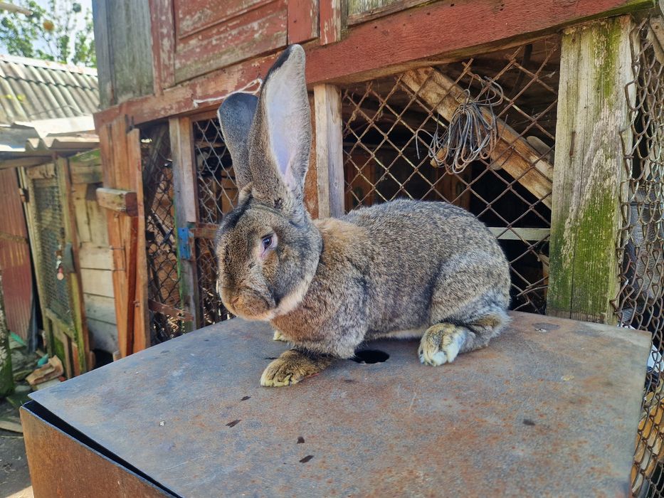 Самки Бельгійського Велетня (Агуті)