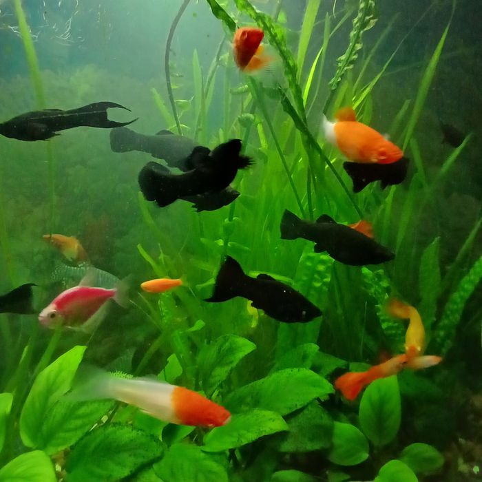 Молінезії , Гуппі, Анциструси.