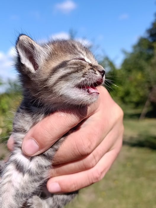 котята в хорошие руки