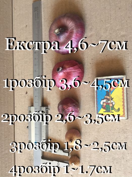 Цибульки гладіолусів комерційних сортів
