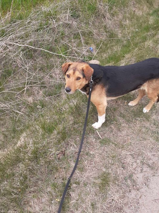 Forest do adopcji