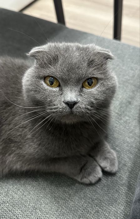 Кішка, шотландська висловуха